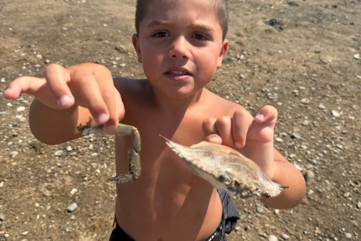 Child on beach holding fish and crab shell with water and trees in background.